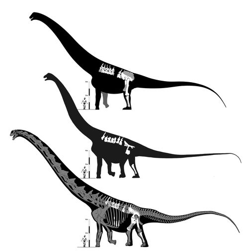蜥脚类恐龙游戏攻略(蜥脚类恐龙一般有什么样的特征)(2024-05-27)