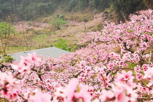 桃花沟杏花沟短剧全集资讯  桃花沟杏花沟短剧全集资讯