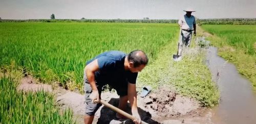 北方产粮大省全力抗旱保夏播