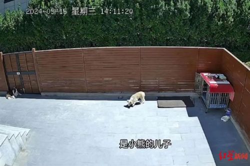 宠物犬被毒死 邻居口袋检出毒物 宠物犬被毒死，邻居口袋检出毒物