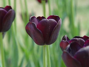  黑色郁金香图片与花语 黑色郁金香叫什么名字，黑色郁金香的花语和象征意义