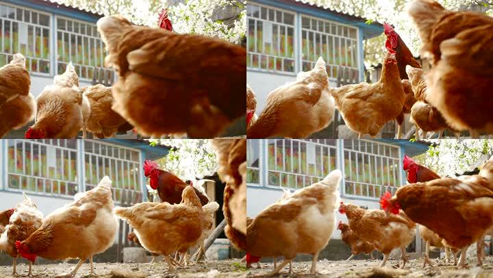 养殖小鸡攻略游戏视频(养小鸡视频教程)